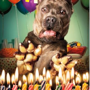 Motion Suprise Dog Birthday Card