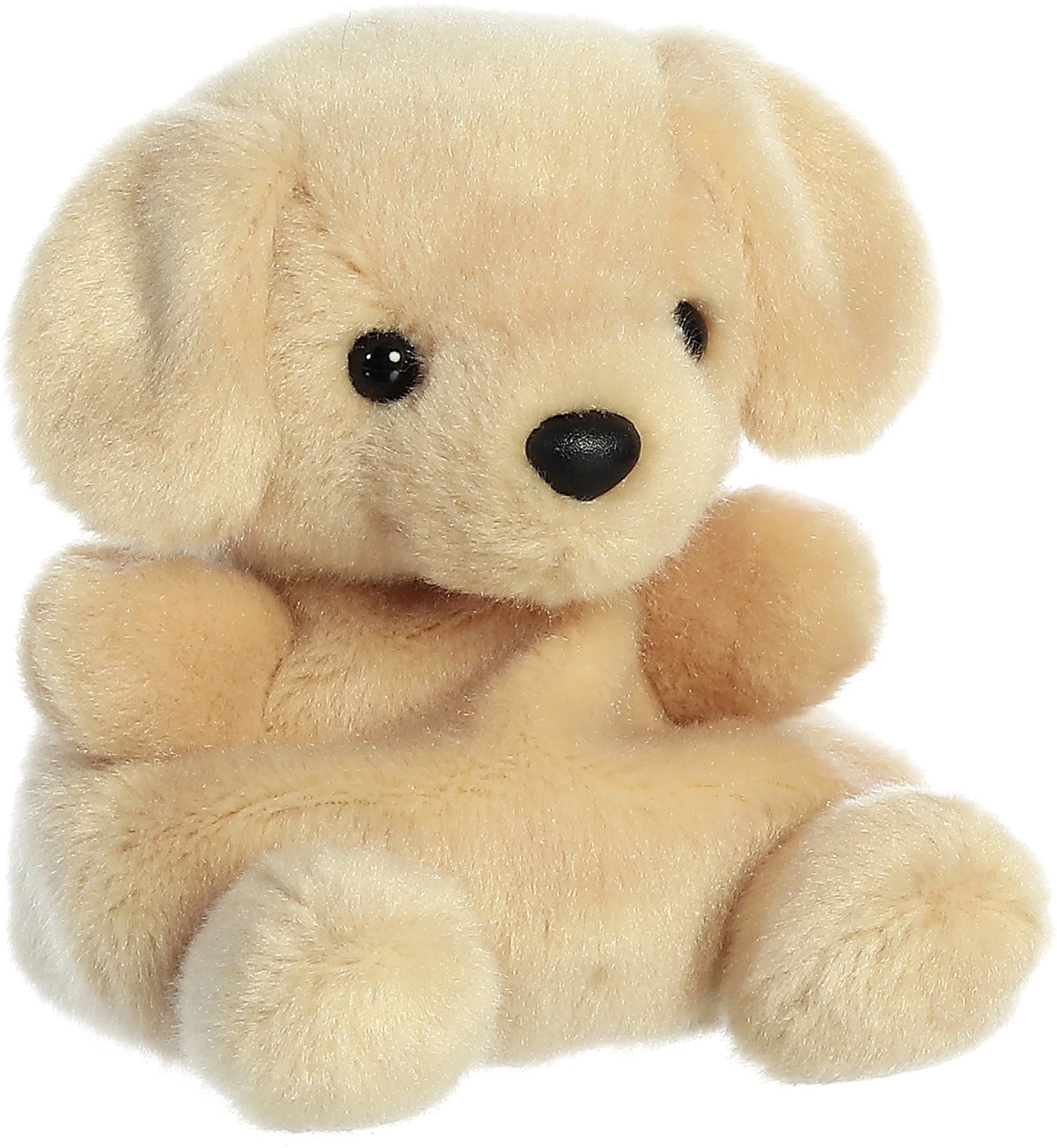 5 SUNNY LAB - Image 2