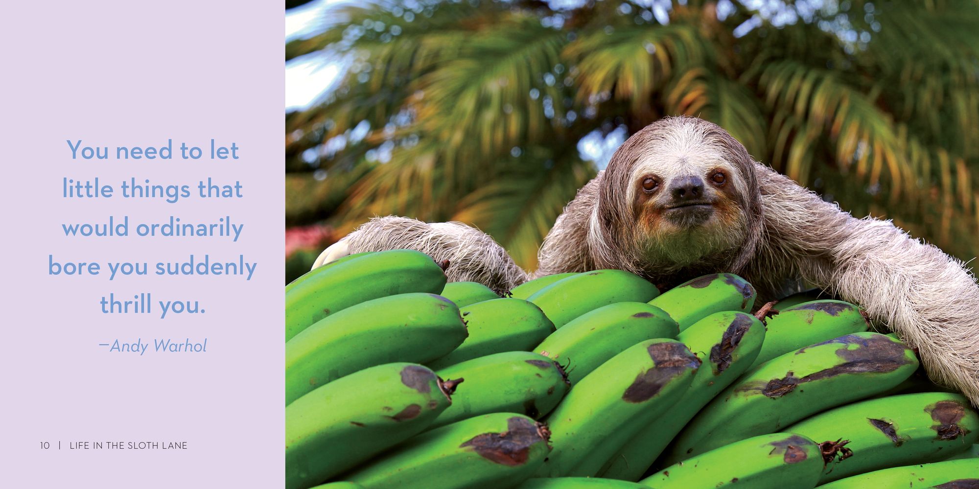 Life in the Sloth Lane: Slow Down and Smell the Hibiscus - Image 2