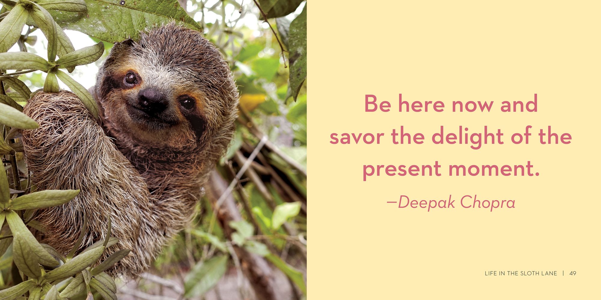 Life in the Sloth Lane: Slow Down and Smell the Hibiscus - Image 3