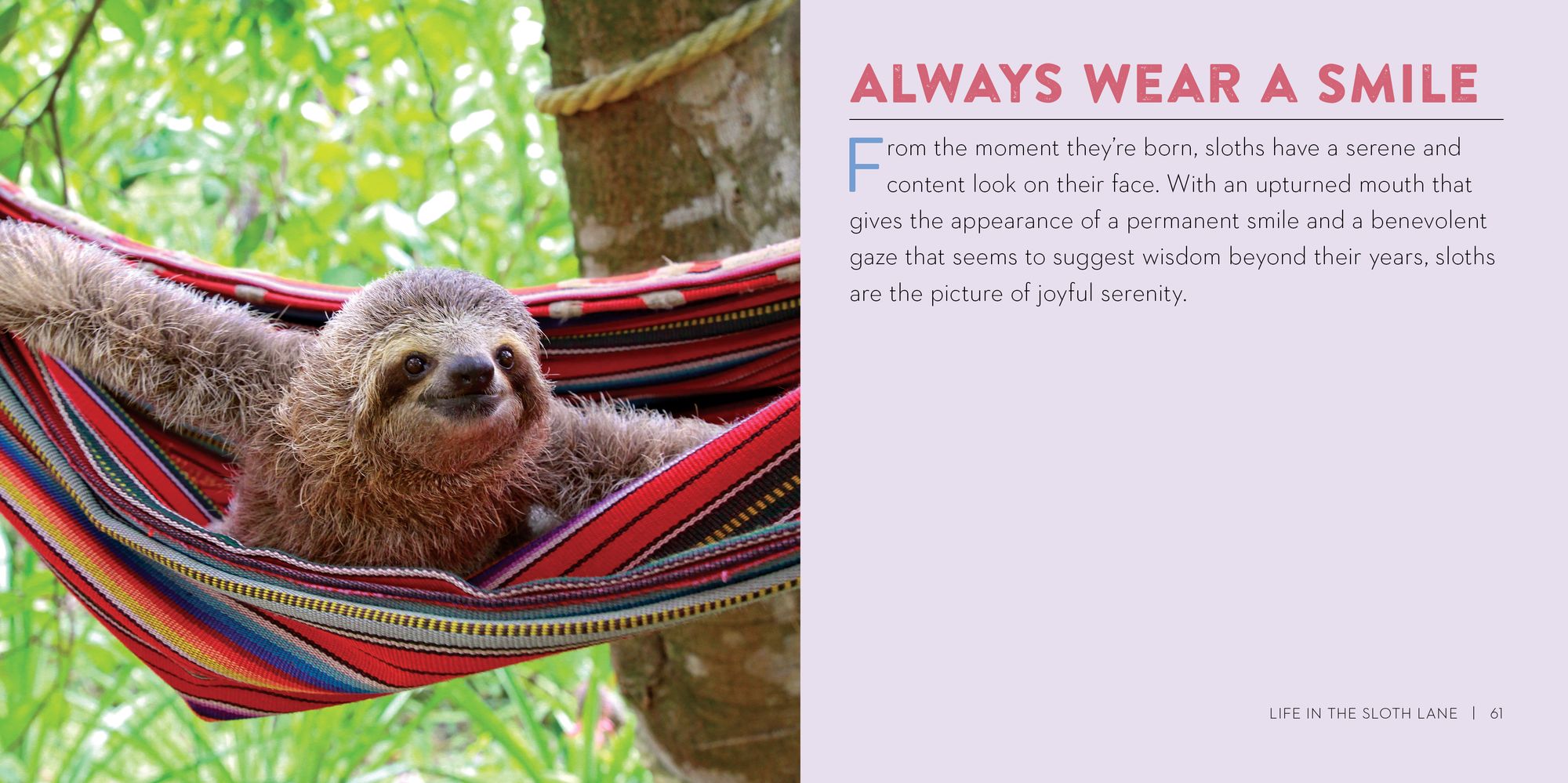 Life in the Sloth Lane: Slow Down and Smell the Hibiscus - Image 5
