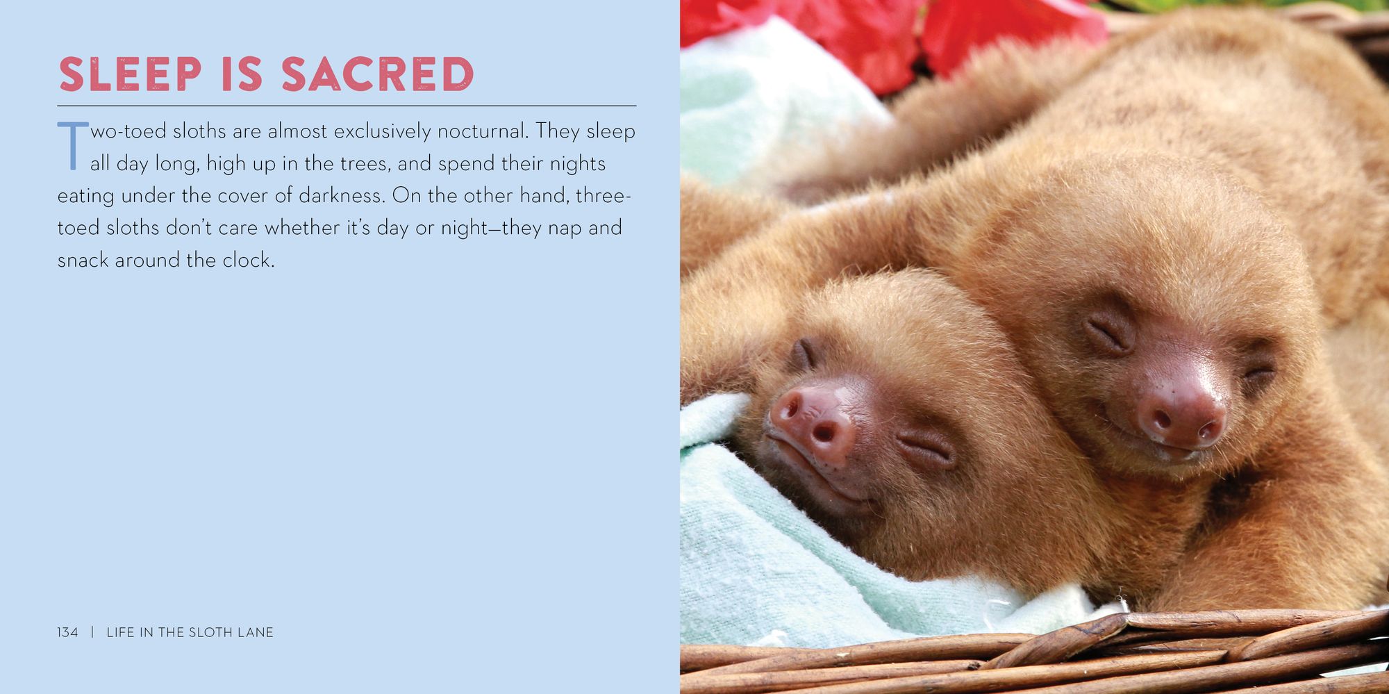 Life in the Sloth Lane: Slow Down and Smell the Hibiscus - Image 6
