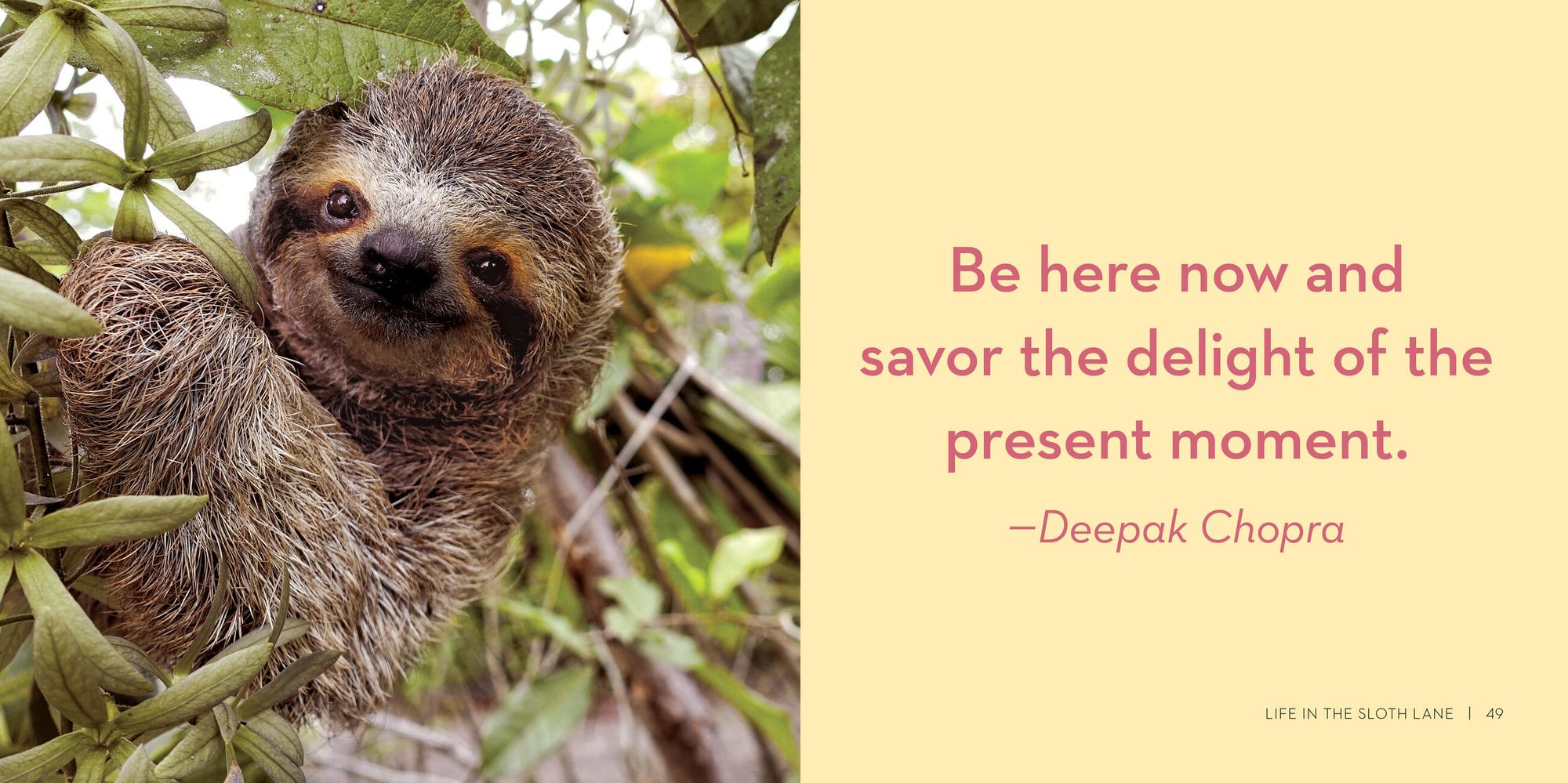Life in the Sloth Lane: Slow Down and Smell the Hibiscus - Image 8