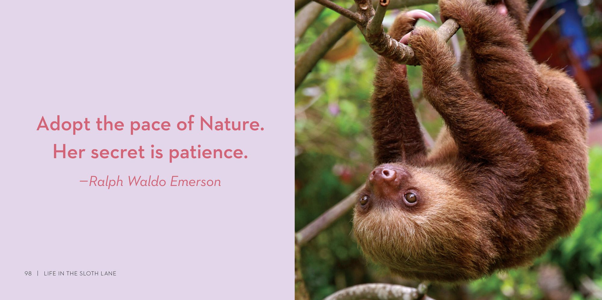 Life in the Sloth Lane: Slow Down and Smell the Hibiscus - Image 10