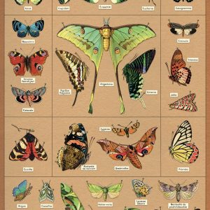 Entomology Butterfly Wrap