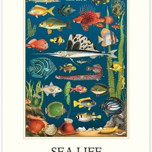 2027 Sea Life Wall Calendar