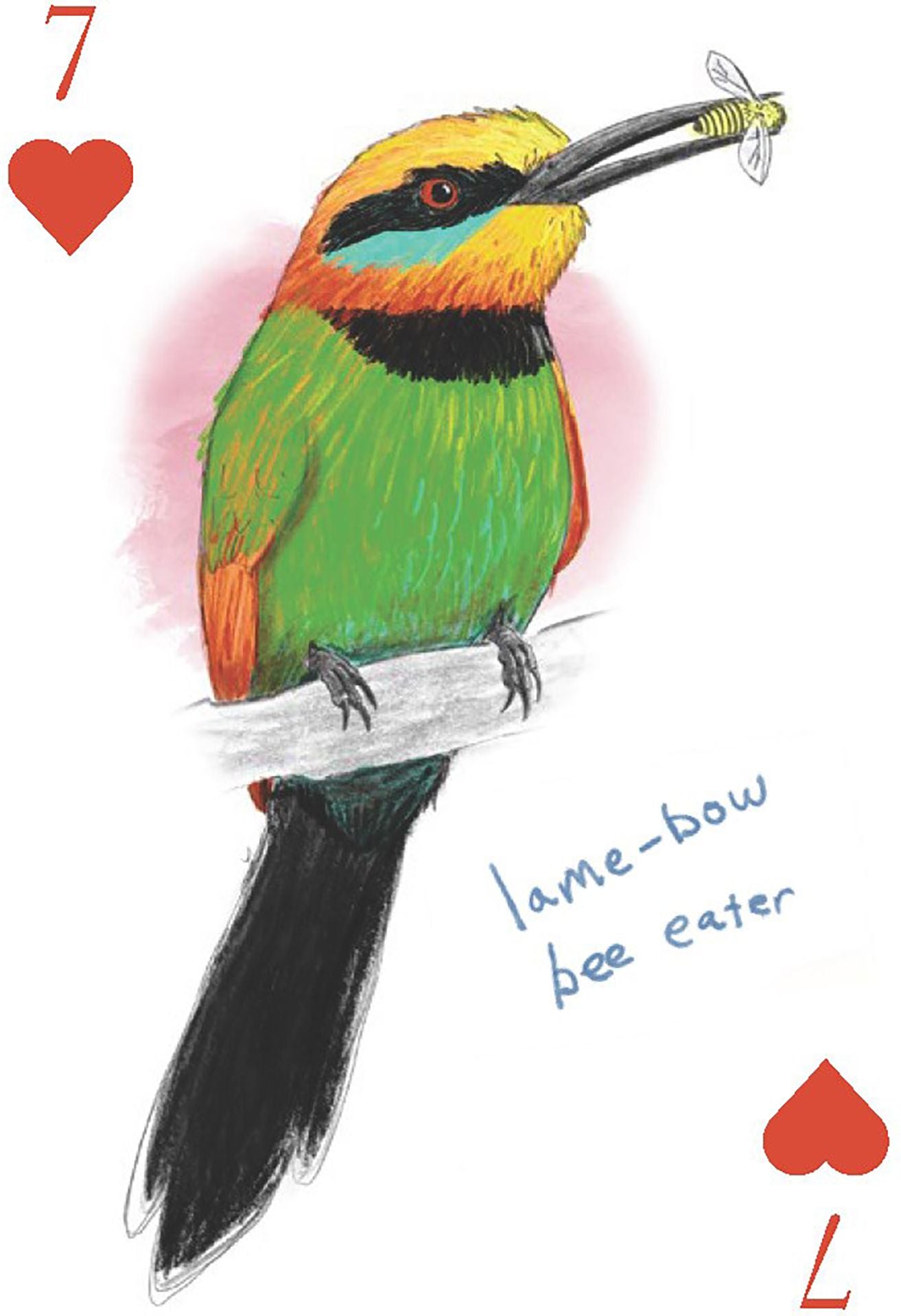 The Field Guide to Dumb Birds Playing Cards: 2-Deck Set - Image 3