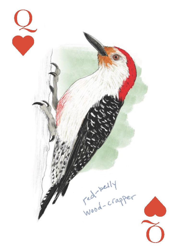 The Field Guide to Dumb Birds Playing Cards: 2-Deck Set - Image 6