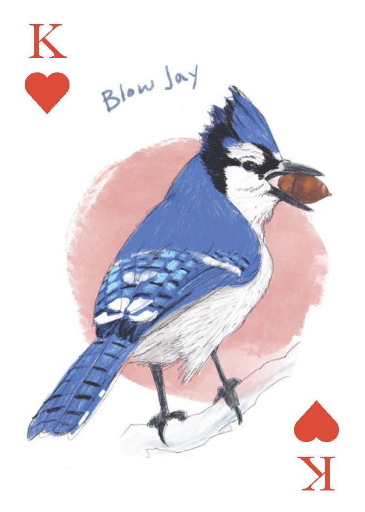 The Field Guide to Dumb Birds Playing Cards: 2-Deck Set - Image 7