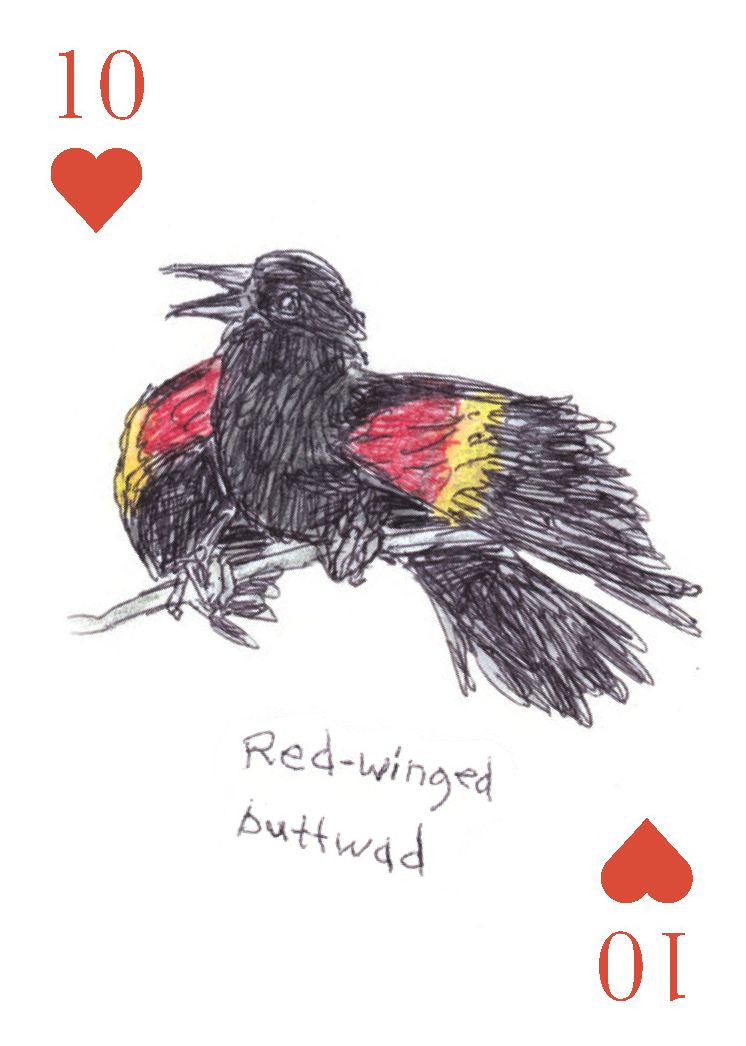 The Field Guide to Dumb Birds Playing Cards: 2-Deck Set - Image 8