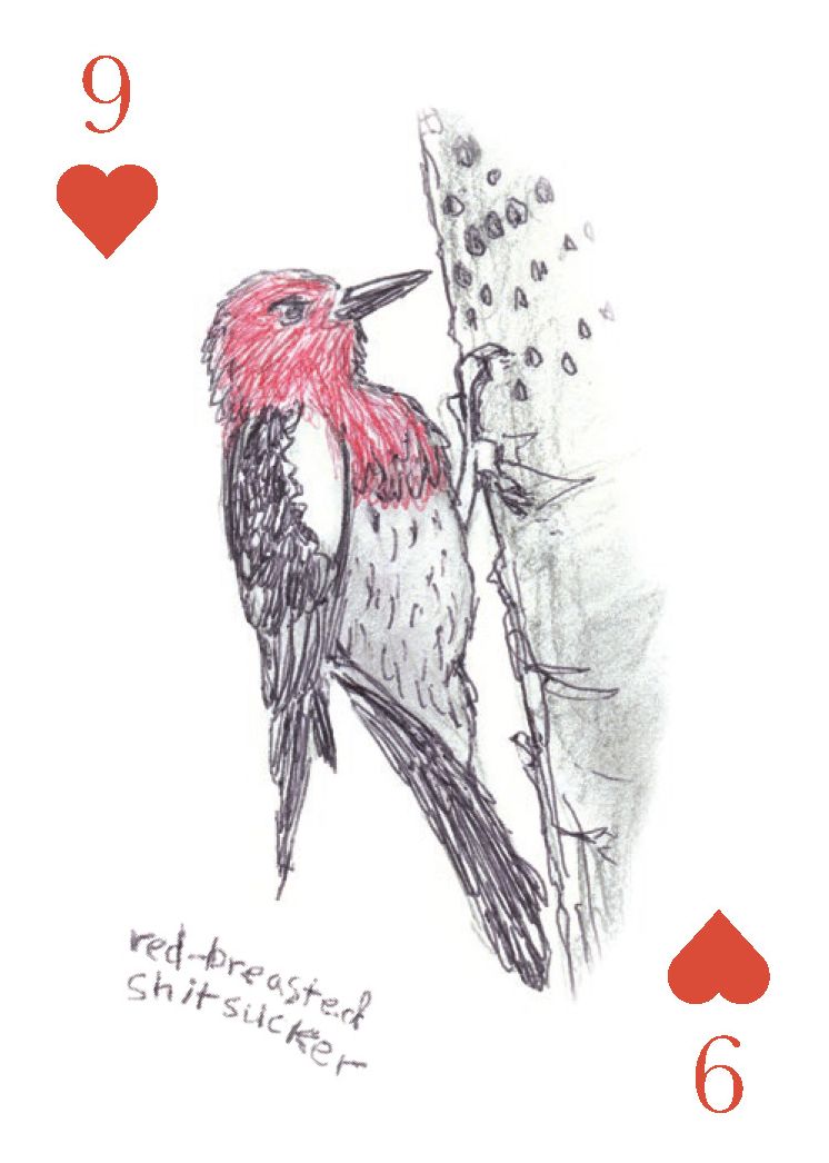 The Field Guide to Dumb Birds Playing Cards: 2-Deck Set - Image 10