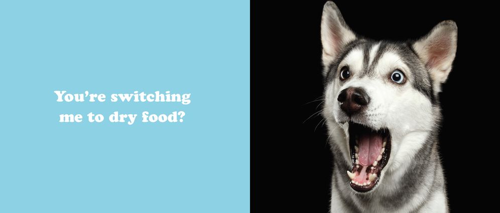The Secret Thoughts of Dogs - Image 2