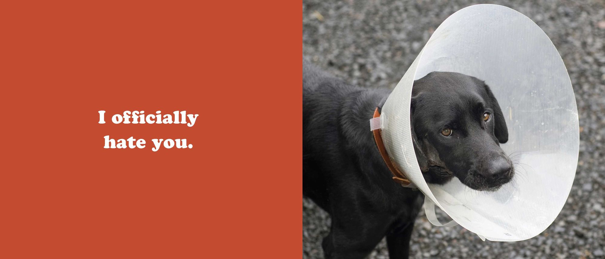 The Secret Thoughts of Dogs - Image 11
