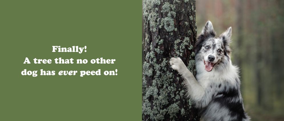 The Secret Thoughts of Dogs - Image 3