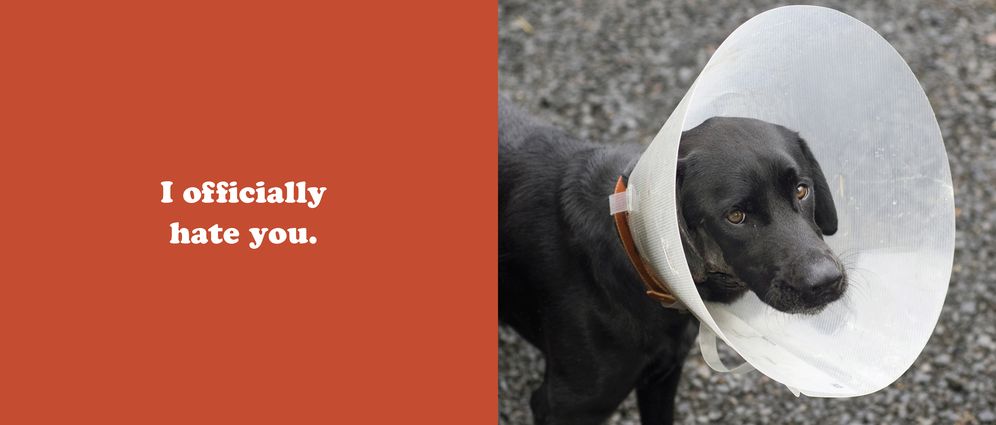 The Secret Thoughts of Dogs - Image 4