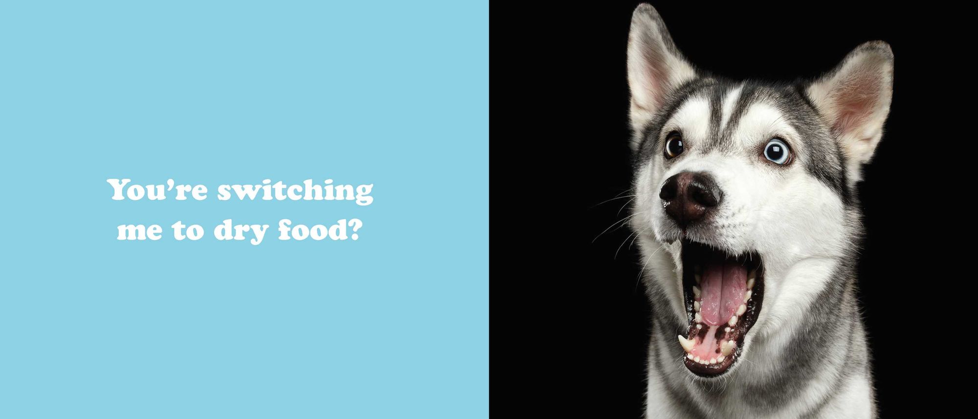 The Secret Thoughts of Dogs - Image 10