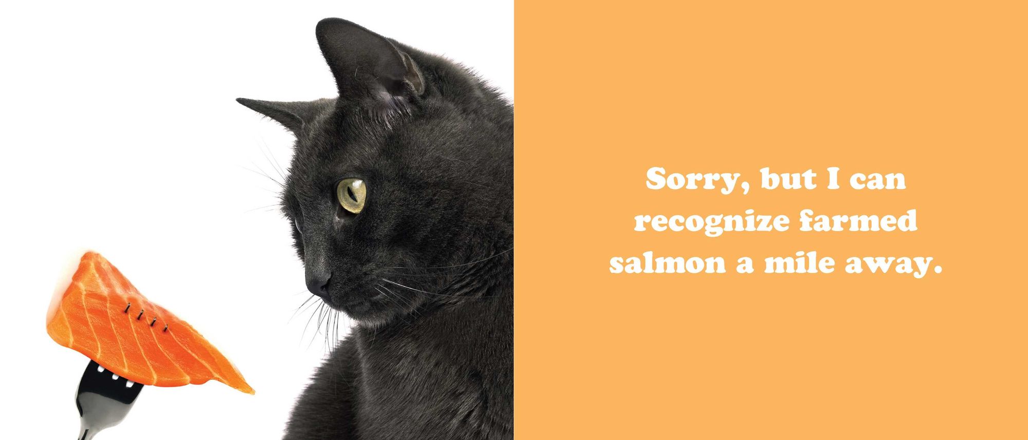 The Secret Thoughts of Cats - Image 11