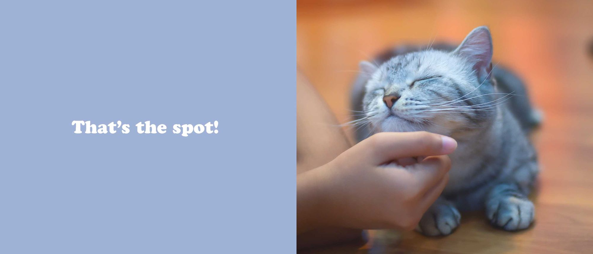The Secret Thoughts of Cats - Image 12