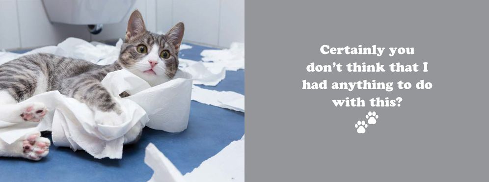 The Secret Thoughts of Cats - Image 7