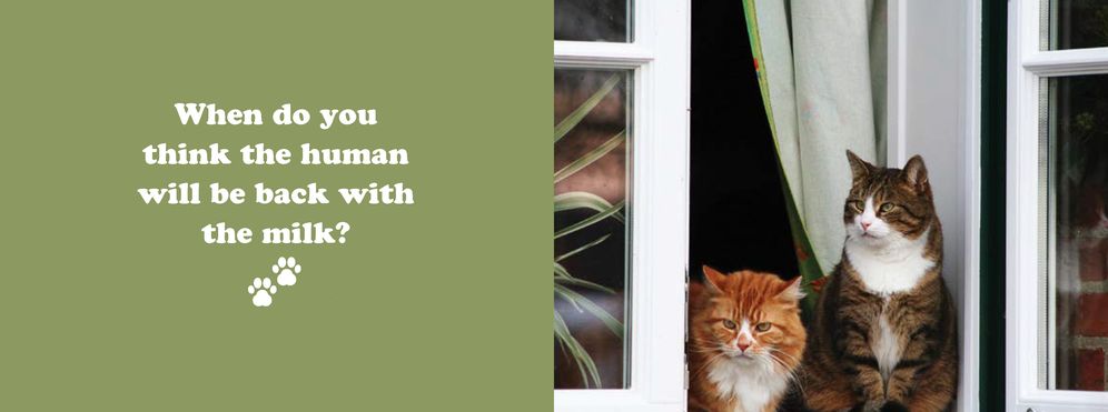 The Secret Thoughts of Cats - Image 8