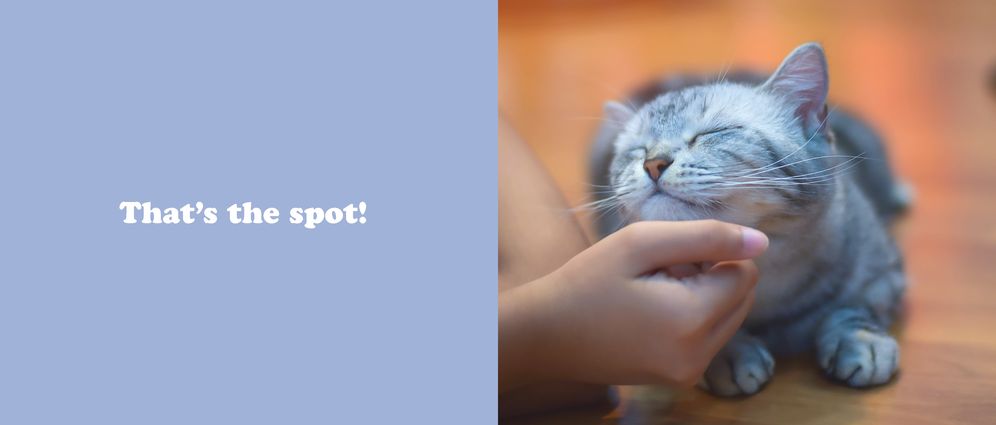 The Secret Thoughts of Cats - Image 9