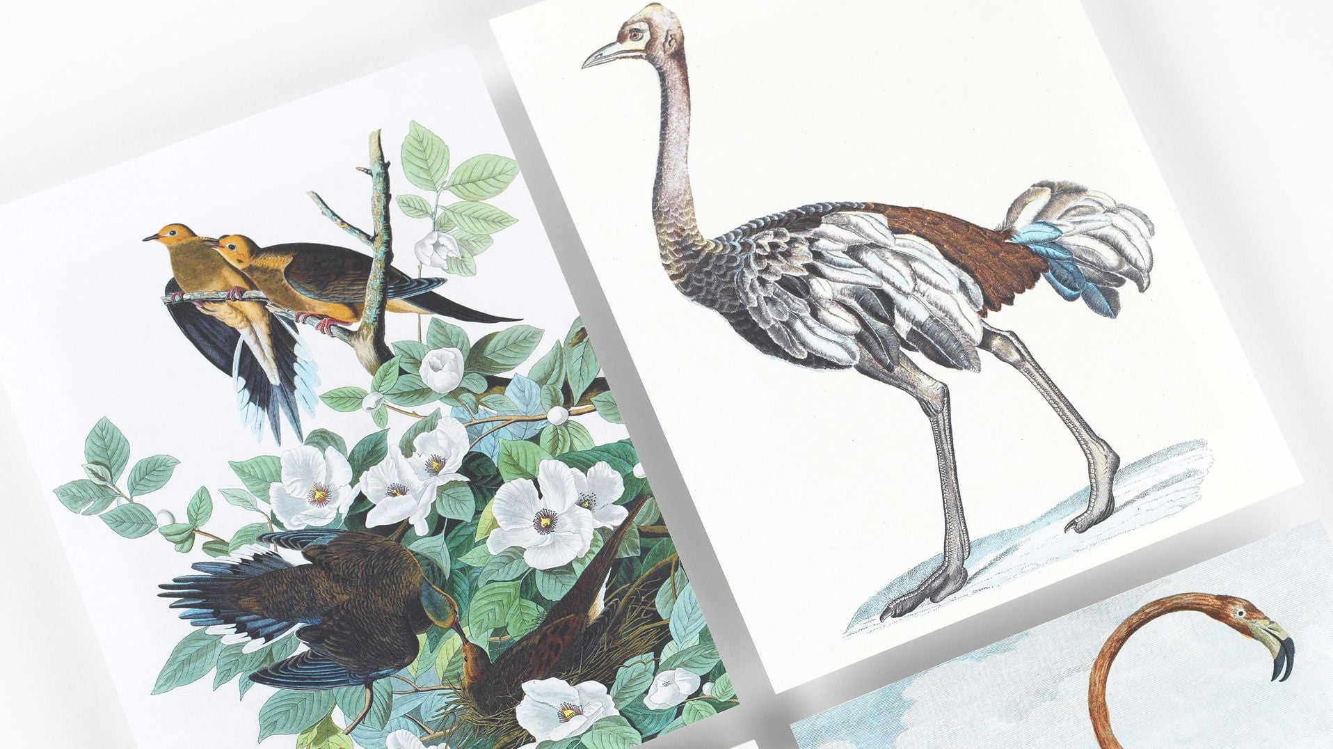 Birds A5 Notepad - Image 5